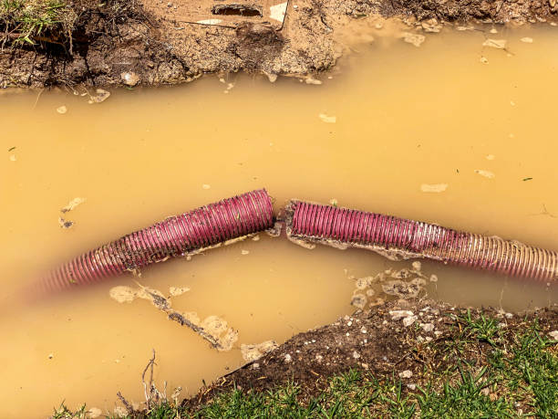 Best Professional water damage repair  in Clewiston, FL